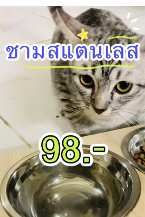 #เทรนด์วันนี้ #ชามอาหารแมว #ของใช้แมว #ของดีบอกต่อ #tiktokshop 