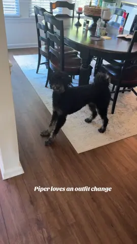 a fresh Pippy- a bath an a new bandana !!!!  #dogsoftiktok #dog #goldendoodle #doodle #doodlesoftiktok 