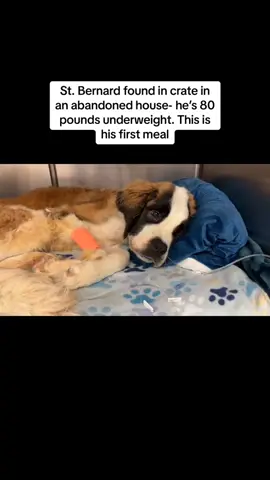 This is his first meal in god knows how long.  This dog was found in a crate in an abandoned house. He was saturated in urine and unable to stand. He looked like he was dying. The founders rushed him here and we immediately got him on heat support. He's emaciated, dehydrated, and his bloodwork is all over the place. This is his first meal. Learn more and donate for Stu: [Donation] Link in bio ‼️ 