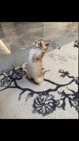 #рекомендации #мем #тренды #жиза #fyp #врекомендации #прикол #отношения #любовь❤️ #котик 