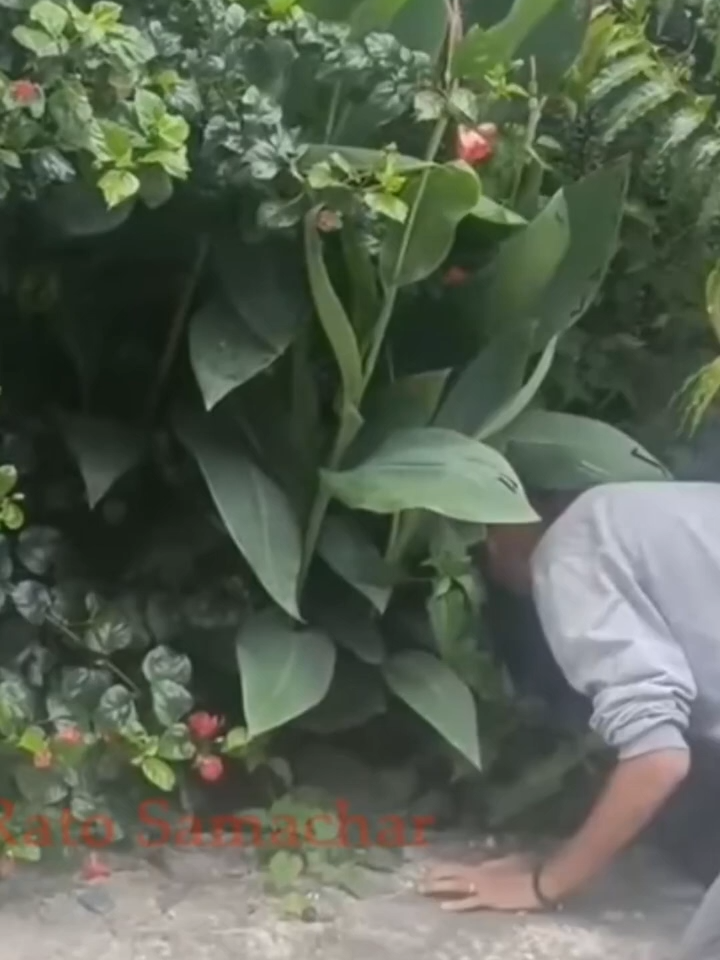 घर अगाडि झाडी भित्रबाट सर्प निकाल्दा भयो यस्तो ।Rat Snake Rescue