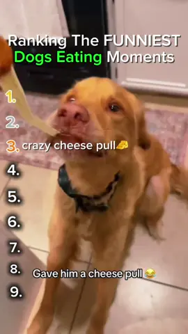 Ranking The Best FUNNIEST Dog Eating Moments Ever💀😭#funny #meme #usa #viral  #trending #edit #ranking #comedy #dog #eating #dogsoftiktok #fyp #fyyyyyyyyyyyyyyyy 