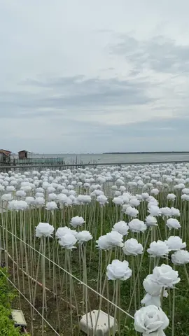 Such a majestic place to unwind. #cebu #10krosescebu #cordova 