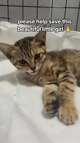This poor soul was found by several people who reached out to us, desperate for help. Her back is paralyzed and needs urgent treatment to have a second chance. We urgently need to raise at least 300 € to cover transport and the upcoming medical costs for her  treatment. As you know, our donations have been very limited lately, and we can only help if we manage to fund her  care. Please support us, every euro counts. Thank you so much for your ongoing love and support. #usatiktok🇺🇸 #fyp #unitedstates #help 