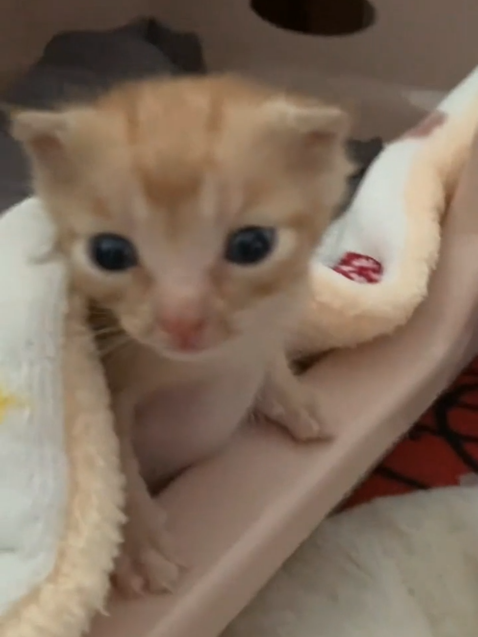 So cute #cat #cats #pet #pets #meow #kitten #kitty #kittycat #kucing #kucinggemoy #kucingoren #kucinglucu #kucingtiktok #catsoftiktok #PetsOfTikTok #catlover #petlover #cattok #fyp #fypage #fyppppppppppppppppppppppp #viral #foryou #foryoupage #tiktok #cute #cutecat #adorable #comel #lucu #Love #lovely #funny #babycat #anakkucing 