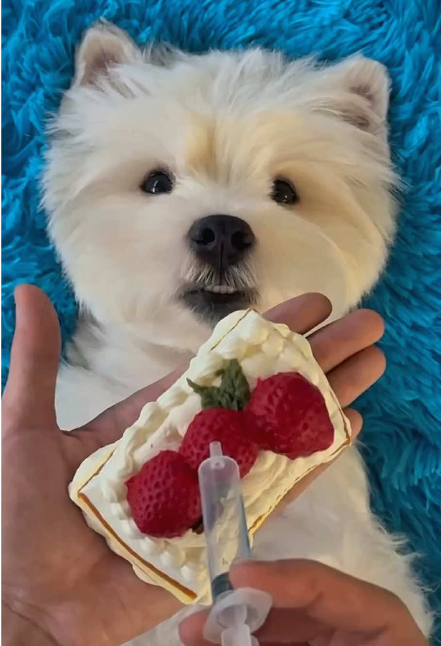 Xiao Bai spa day #dogsofttiktok #cute #asmr #dogspa #shibainu #littlemanyu #xiaobai 