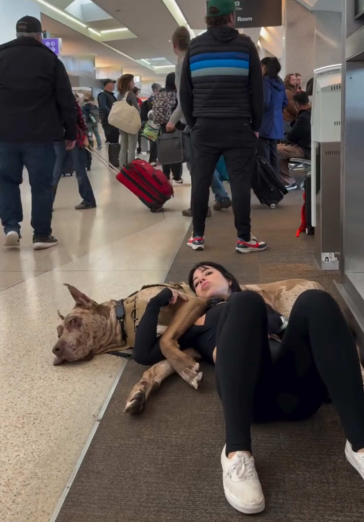 my ride or die 🖤 best travel company ever! #fyp #dogsoftiktok #greatdane #Love #traveltiktok #airport #airportlife 