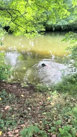 #malinois #eau #chien 