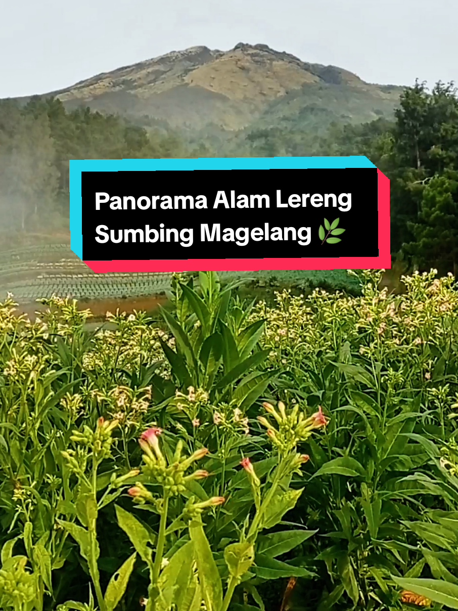 Kabut lereng sumbing magelang b🌿❤️😍#mlampah2_57 #padahariini #fyp #kabut #pemandanganalam 