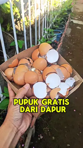 Cangkang telur = pupuk GRATIS kaya kalsium! Jangan buang, hancurkan dan tebarkan ke tanaman. Tanah subur, akar kuat, tanaman sehat! 💪🌱 #TipsBerkebun #CangkangTelur #TanamanSehat #PupukOrganik #BerkebunDiRumah #DIYPupuk #TanamanRumahan #KebunMini 