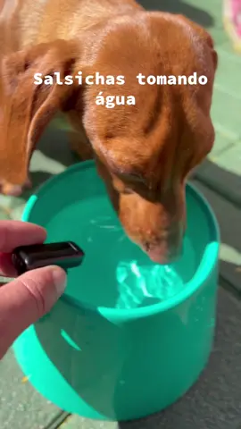 Salchinas toma do água!