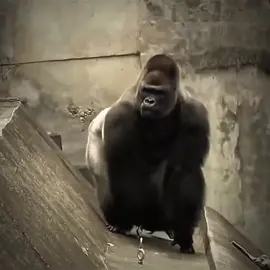 اراوخو غوریلا🦍🔥#araujo #best #defender #barcelona #uruguay #fyp #page #fyp #viral #درافن⚜️ 