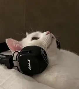 Franz Ferdinand - Take me out                                                 .                                                 .                                                 .                                                 .                                                 .                                                 .                                                 .                                                 . #fyp #letra  #gatos #takemeout #franzferdinand #foryoupage #rock 