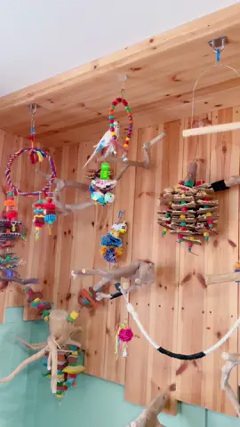 #budgies having fun  #cockateils 