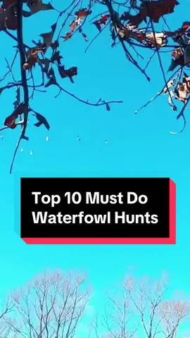 Check us out on Instagram ➡️ Whitetails.Waterfowl #fyp #hunting #waterfowl #waterfowlhunting #duckhunting #deerhunting #turkeyhunting #whitetailsandwaterfowl #onthisday 