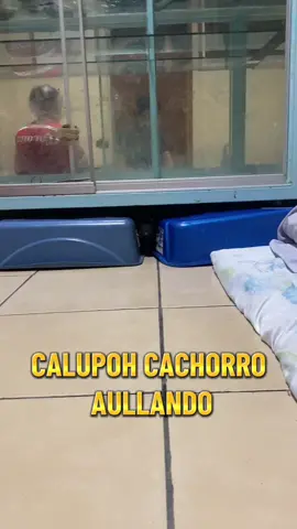 CALUPOH BEBE AULLANDO #calupoh #perrolobomexicano #cachorro 