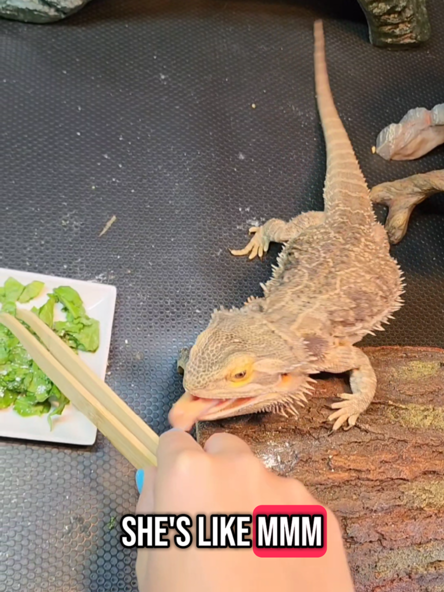 jellybean disagrees. nails are yummy  #beardeddragon  #beardeddragonsoftiktok #beardie #beardiesoftiktok #reptile 