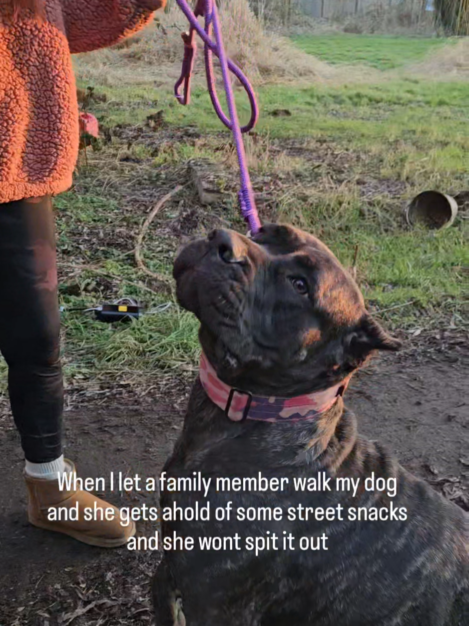 according to state law #canecorso #italianmastiff #mastiff #salmoncreekcanecorso #dogs #corso #pnwdogs #bigdogs #dogsoftiktok #PetsOfTikTok #foryourpage #fyp #foryou #pnw #canecorsopuppy #puppy #puppies #puppytiktok #puppiesoftiktok 