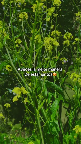 ✨Quzias es difícil de entender y luego de una ruptura queremos regresar lo más pronto posible…lo sé por qué me pasa quiero volver y ser feliz, mejorar y cambiar mis errores… pero es mejor darnos un tiempo y respirar  #esmejoresperar#untiempo#parati#soltar