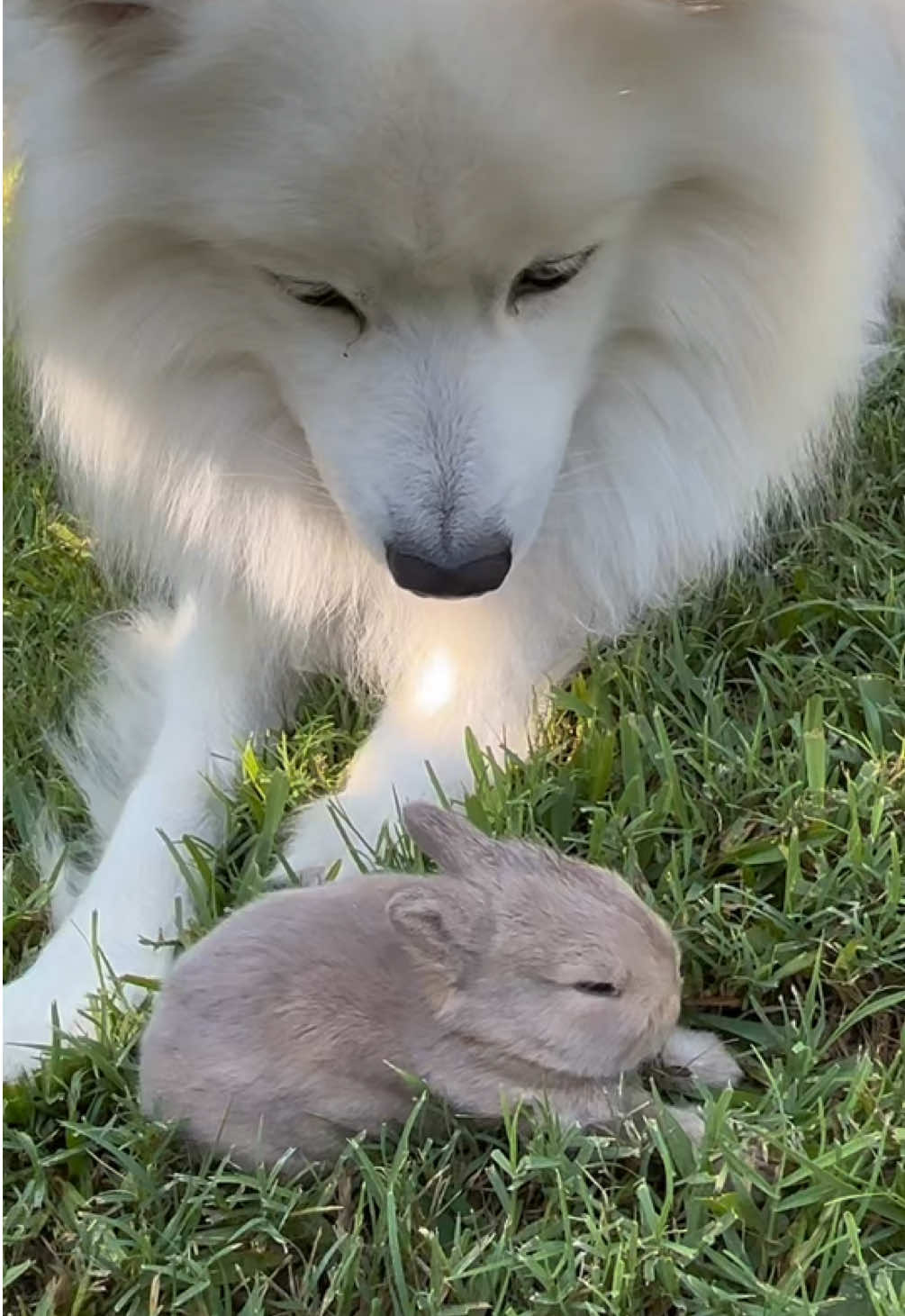 Guess what! Charlottes baby is already two weeks old!! My dog loves the little baby 🥰❤️ #bunny #babybunny #netherlanddwarf #netherlanddwarfbaby #bunnylover #lilbunny #adoptdontshop❤️