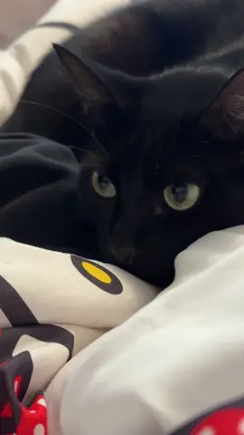 Void #fyp #void #cats #catsoftiktok #kitty #kittytok 