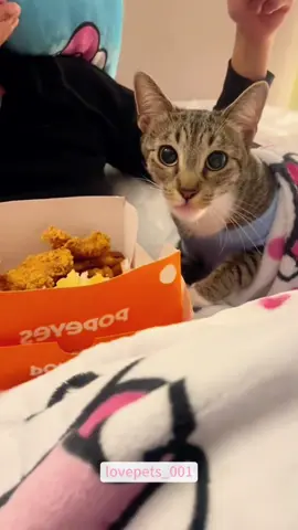 My greedy cat.#cat#catsoftiktok #viral #usa #funnyanimals #fypシ #cute #funnypets #fyp #funny #foryou #funnyvideos #cats 