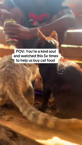 POV: You're a kind soul and watched this 5x times to help us buy cat food #catsoftiktok #catrescue #Lucy #cattok #helpme #views
