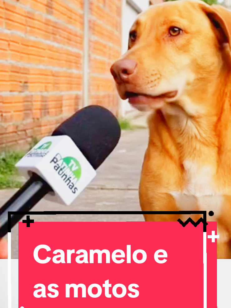 Cão caramelo explica porque os cachorros perseguem as motos.  O problema não é o motoqueiros e sim as motos. Se você tem uma cg ou uma agrale, proteja a canela. #cao #caramelo #entrevista #moto #inteligenciaartificial 