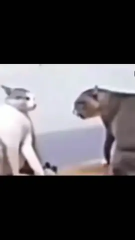 #duet with @Eijinamoto( -᷅_-᷄) #catfighting #lowqualitymemes #fyp #hahahahahahha #Meme #90sthrowback 