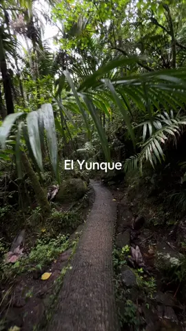 el yunque. Rainforest ##elyunque##puertorico