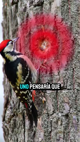 ¿Por qué el pájaro carpintero no se rompe el cerebro? #NaturalezaAsombrosa #CienciaVisual #AnimalesIncreíbles #Curiosidades #MenteAnimal