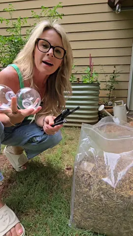 I knew my Hennies would love these & they did!! #chickens #backyardchickens #treats 