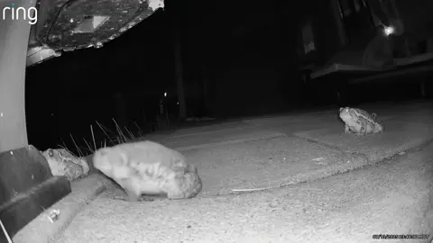 #fredwardandfriends #frog #toad #frogcam #eating #bugs 