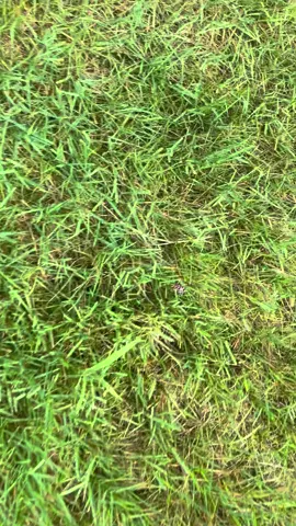 Replying to @Parzival i can’t take myself seriously doing these especially when they’re not on the ground 😩🤣 #spottedlanternfly #fyp #invasive #invasivespecies 