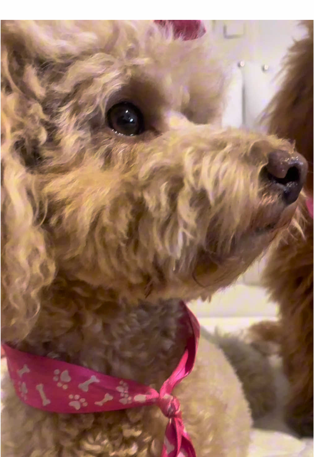 Olvídate de cambiar la cama de tu perrito cada 6 meses! 🐶✨ Yo les compré una cama de verdad, tamaño perrito, en @Colchones Reposar 🇵🇪 y fue amor a primera siesta.  📩 Mándales un DM o encuéntralos en Instagram. 🚚 Envíos a todo Perú.  #dog #dogs #doglover #dogshorts #pets #pet #puppy #doglife #dogvideos #puppy #dogs #dogsoftiktok #puppy #babies #Love #laughter #viralvideos #loveyou #kisses #Relationship #puppy #miraflores_lima_peru #sanisidro #arequipa #viralvideos #peru #lima #PetLove, #PetParents, #DogsOfInstagram, #CatLovers #FamilyFun, #FamilyTime, #ParentingTips, #momlife 