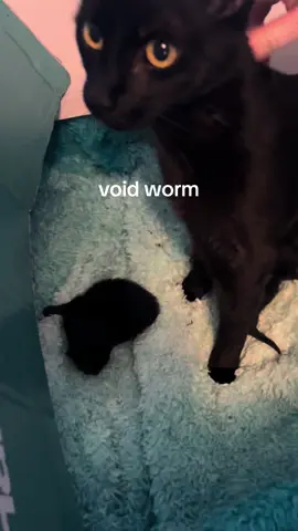 void has first ever void baby 🐈‍⬛🐈‍⬛🐈‍⬛ #cat #catsoftiktok #kitty #babykitten #littlekittybabyawww 