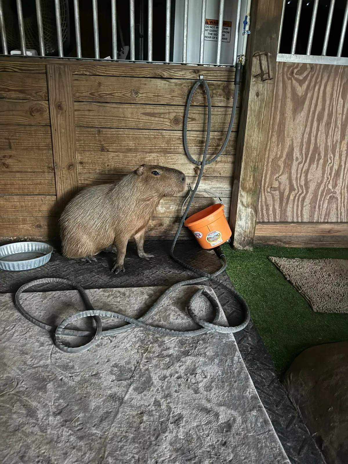 ✨The Persistence of Chaos✨ Featuring Pumpkin the capybara 
