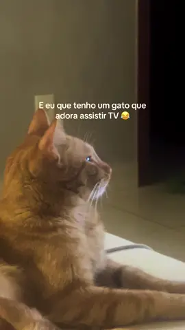 Ele acompanhando o movimento da TV 😂 Joquinha ama!!! #gato #gatolaranja #tv 