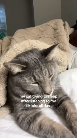 poor baby #jet2holidays #catsoftiktok #fypシ 