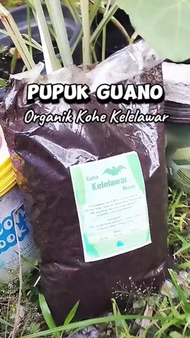 Salah satu opsi penyubur, pupuk alami organik kohe kelelawar, terfermentasi di alam #pupukguano #pupukguanoorganik #kohe #kohekelelawar #pupukkohekelelawar #pupuk #pupukorganik #pupukkohe #pupukkotorankelelawar #berkebun 