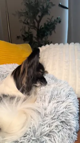 Pippa-approved 🐾 She’s obsessed with her Fang & Claw Water Buffalo Ears—perfect for keeping her busy (and happy) on the couch. @fangandclawgroomingsalon  #FangAndClaw #WaterBuffaloEars #DogChews #HappyPup #DogTreats #PetCare #ChewTime #PippaApproved #DogMomLife #HealthyChews #NaturalDogTreats #DogsOfTikTok