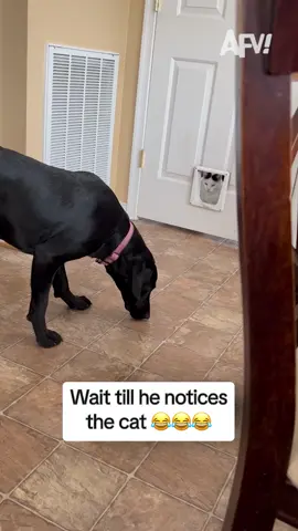 Zero peripheral vision whatsoever 😂 #afv #dogs #cats #funny