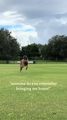 time really flies 😭 my big boy ❤️ #dog #belgianmalinois #malinois #furbaby 