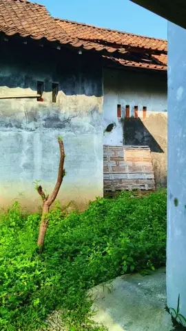 kecubung 