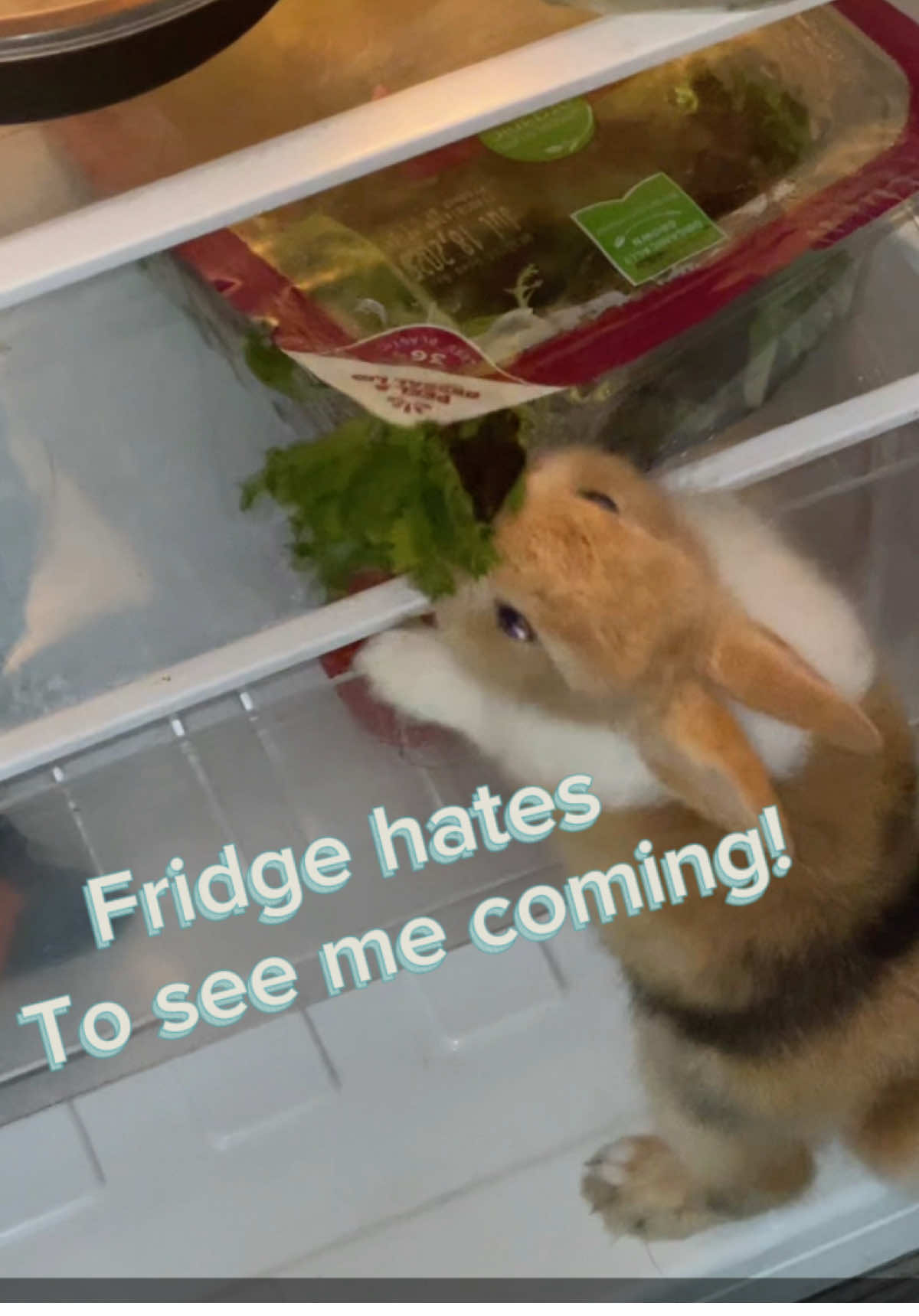 I just KNOW the fridge hates to see me coming 😤  Summer break has me eating all food in this house 🥗  #Friday #craig #bunny #munchies #latenight #PetsOfTikTok #pet #bunnytiktok #Summer #summerbreak #food  ##fyp#animalsoftiktok #everytimeiminthekitchen 
