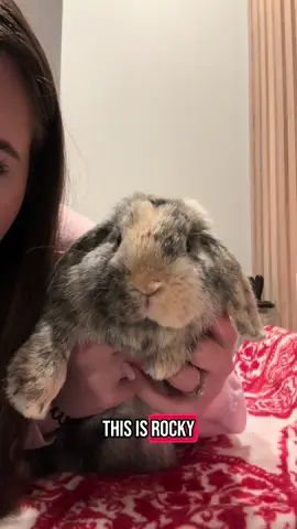Bunnies need to be brushed often!! If they ingest too much fur, they can get sick or go into GI Stasis. They also need their nails trimmed often!! It’s extremely uncomfortable for buns to have long nails. Lmk if you have any questions on brushing or trimming nails!❤️ #buntok #hollandlopsoftiktok #freeroambunnies #PetsOfTikTok #fyp #foryoupage #petmom #bunmomlife #8 #bunniesoftiktok #bunnies #brushing #nailtrim 