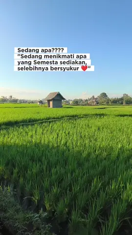 Terimakasih Semesta 🥰 #semesta #sawah #hijau #alam #bersyukur #damai #pagi #riceterraceb #bali #inspirasipagi #katakatamotivasi #katakata #bijak 