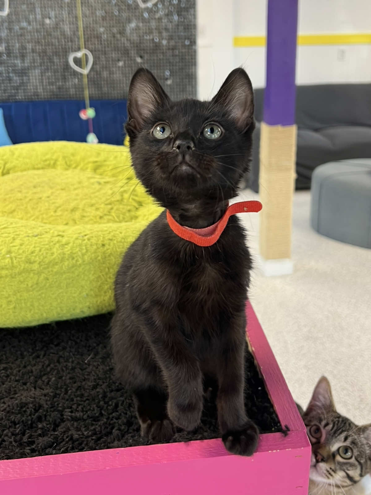 🥹❤️🐾 #catsoftiktok #catlounge #catcafe #granburytx #dfw #fy #fyp #rescuecat #texas #granbury 