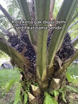 #sawitontiktok 