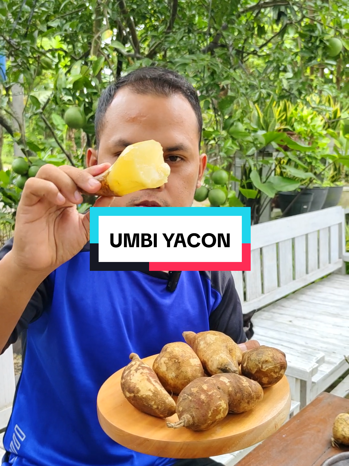 Ubi yacon ready lagi guys 🙌 #ubiyacon #ubiyakon #buahunik #buahlangka #rujak #zengarden #fyp #viral #trending 